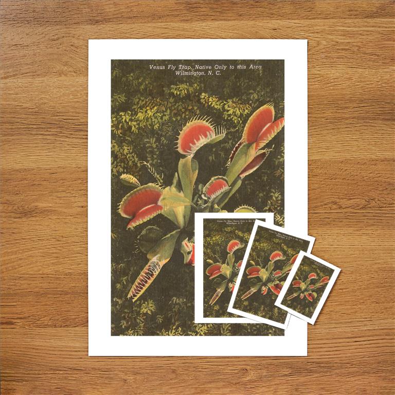 Venus Fly Trap, Wilmington Vintage Image, North Carolina NC-351