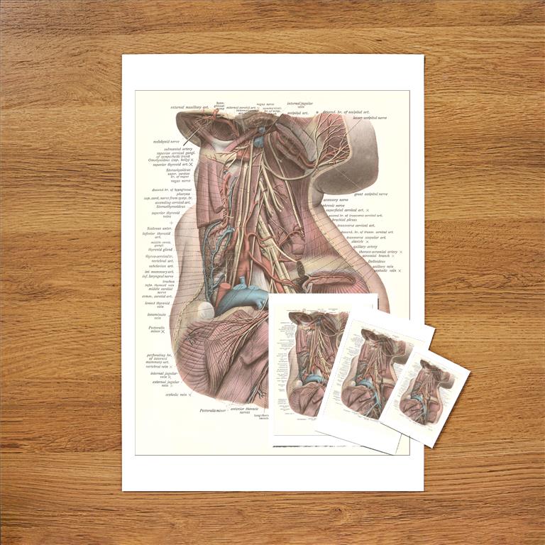 Cutaway View of Neck Vintage Image, Anatomy AY-173 – Found Image