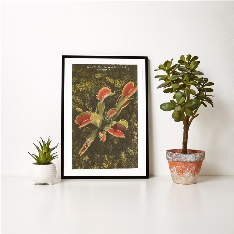 Venus Fly Trap, Wilmington Vintage Image, North Carolina NC-351