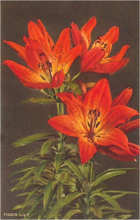 Tiger Lily Vintage Image, Flowers FC-60 – Found Image Retail