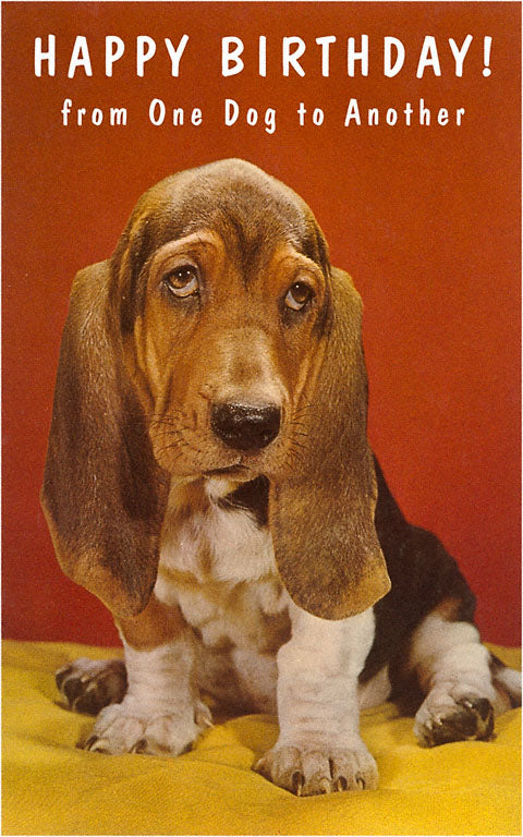 Personalised Basset Hound Dog Birthday, Sympathy, Thank You Congratulations Greetings Card - View #4